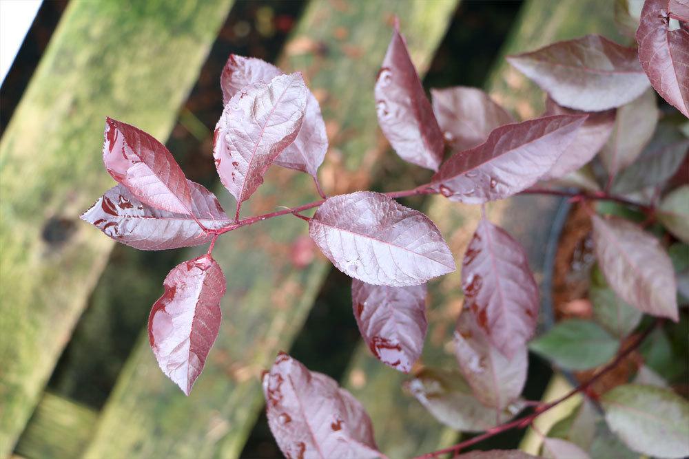 Zwerg-Blutpflaume, Prunus cistena
