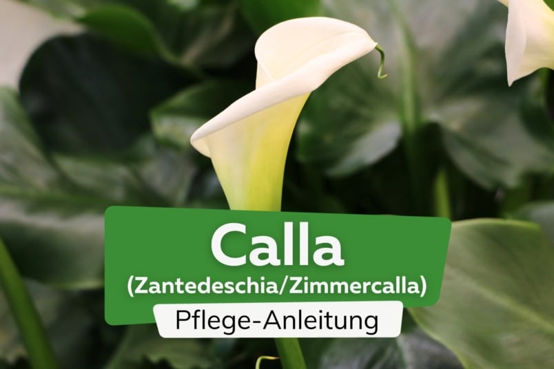 Calla (Zantedeschia/Zimmercalla)