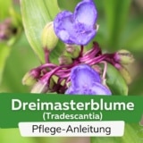 Dreimasterblume (Tradescantia)