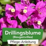 Drillingsblume (Bougainvillea)
