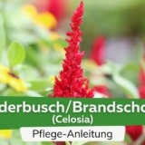 Federbusch/Brandschopf (Celosia)