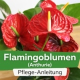 Flamingoblume (Anthurie)