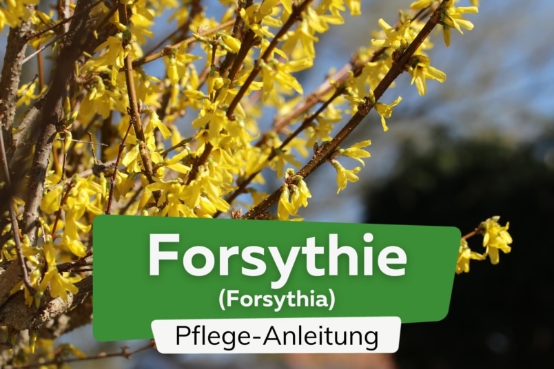 Forsythie (Forsythia)