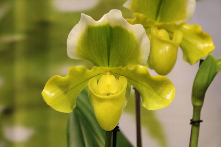 Frauenschuh Orchidee, Venusschuh, Paphiopedilum