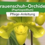 Frauenschuh-Orchidee (Paphiopedilum)