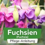 Fuchsie (Fuchsia)