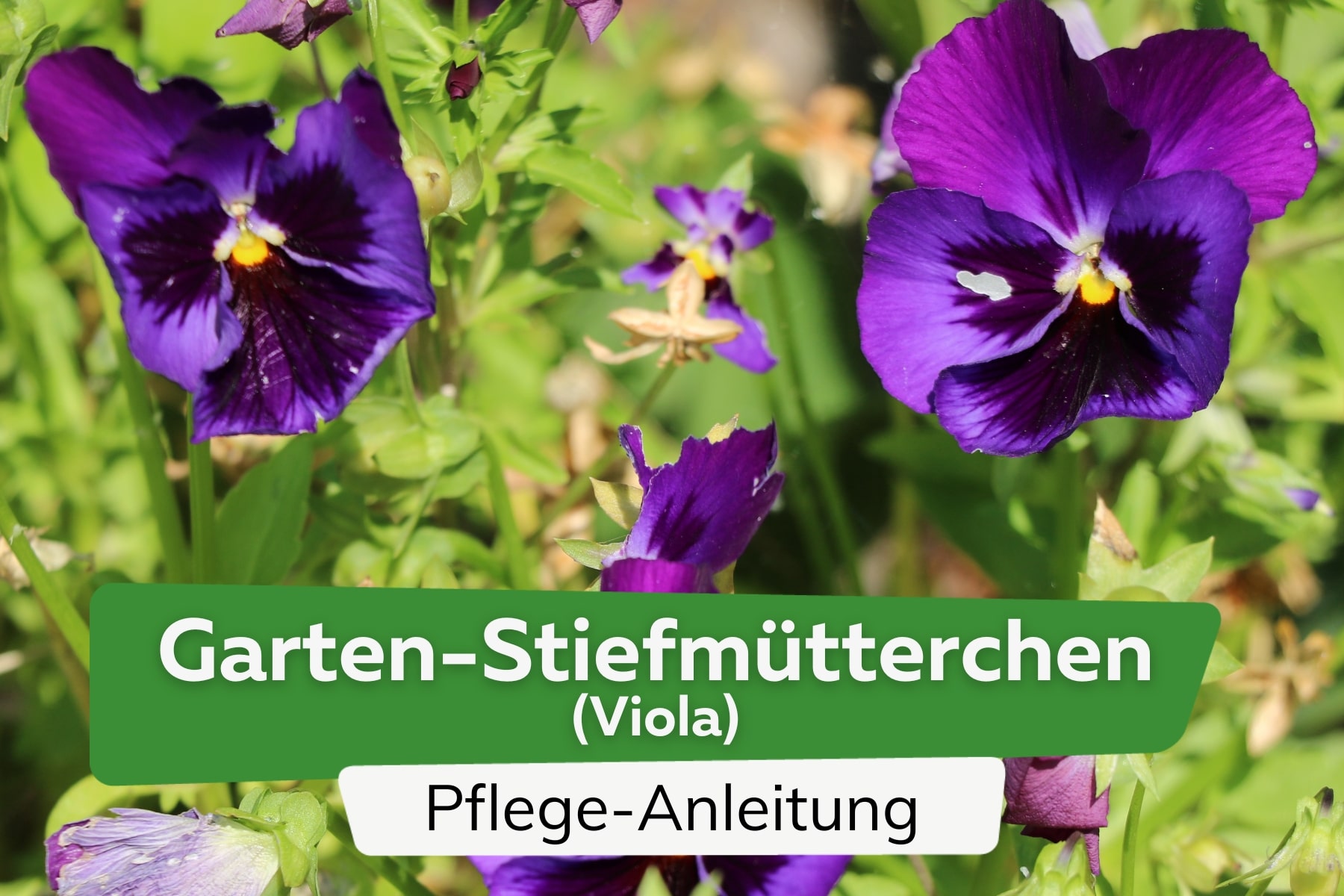 Garten-Stiefmütterchen (Viola)