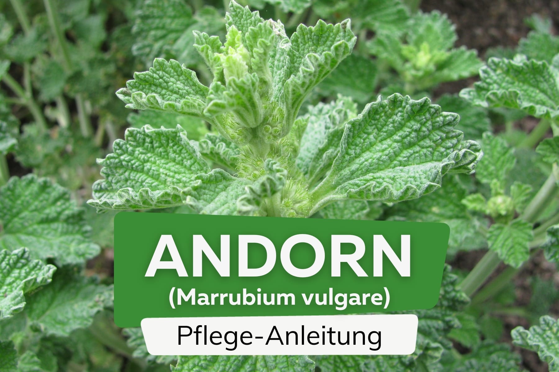 Gewöhnlicher Andorn (Marrubium vulgare)