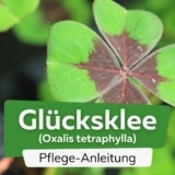 Glücksklee (Oxalis tetraphylla)