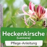 Heckenkirsche/Geißblatt (Lonicera)