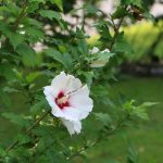 Hibiscus syriacus - Straucheibisch - Gartenhibiskus