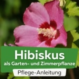 Hibiskus (Hibiscus)