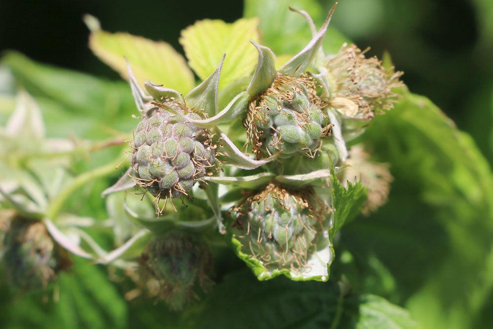 Himbeere - Rubus idaeus