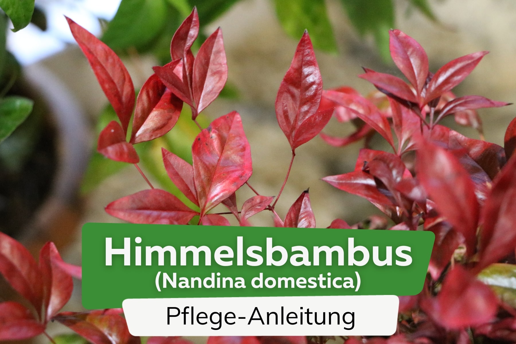 Himmelsbambus (Nandina domestica)