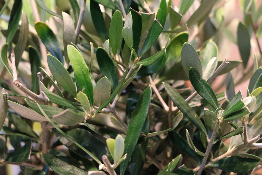 Nerium oleander ist ein mediterraner Strauch