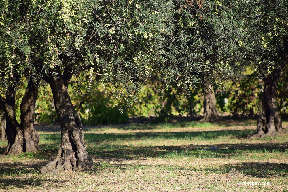 Olivenbaum stammt aus dem mediterranen raum