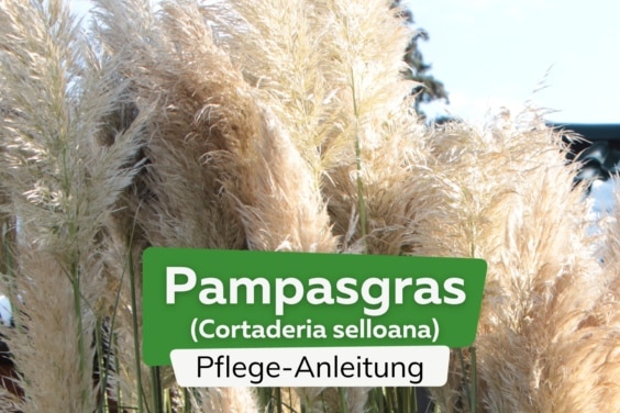 Pampasgras (Cortaderia selloana)