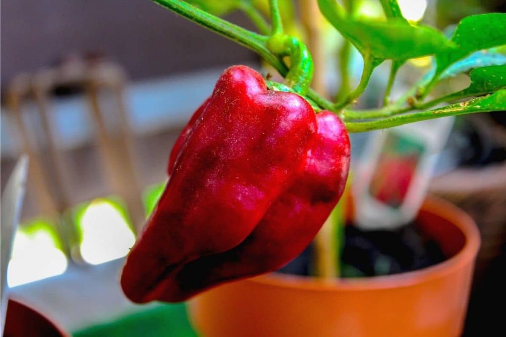 Paprika als Kübelpflanze