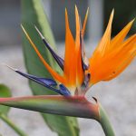 Paradiesvogelblume, Strelitzia reginae richtig pflegen