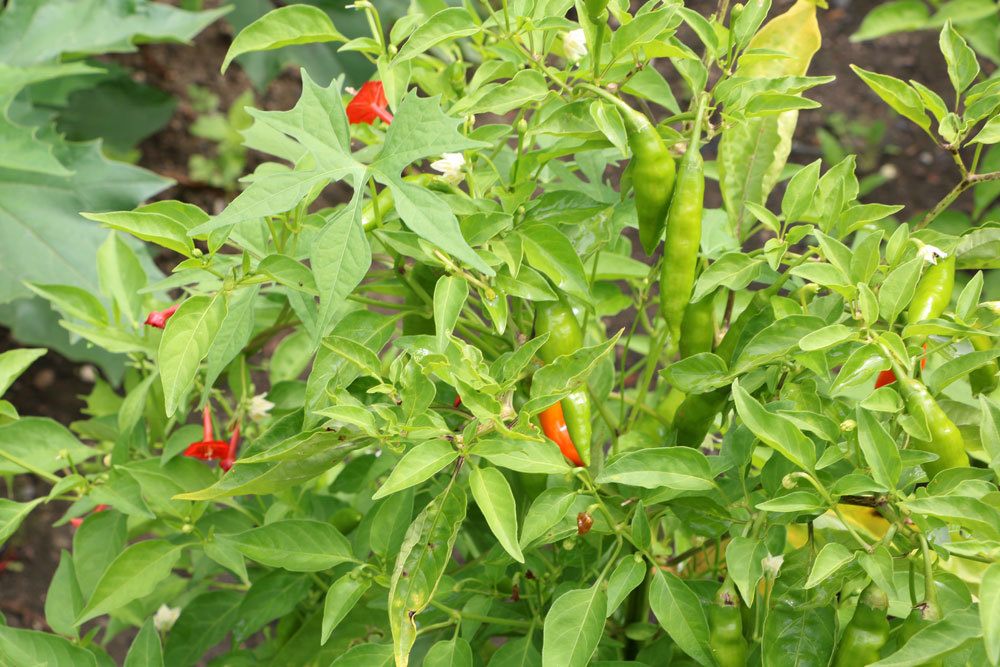 Peperoni Pflanze im Gartenbeet