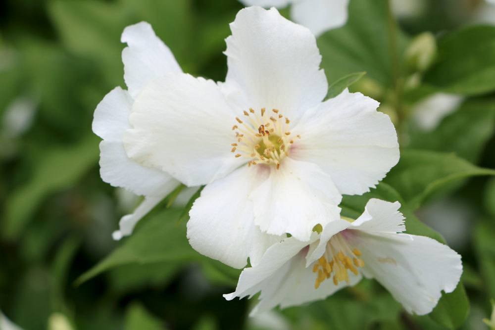 Philadelphus mit leuchtend weißen Blüten