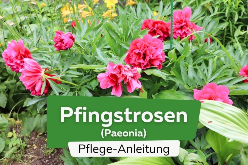 Pfingstrosen (Paeonia)