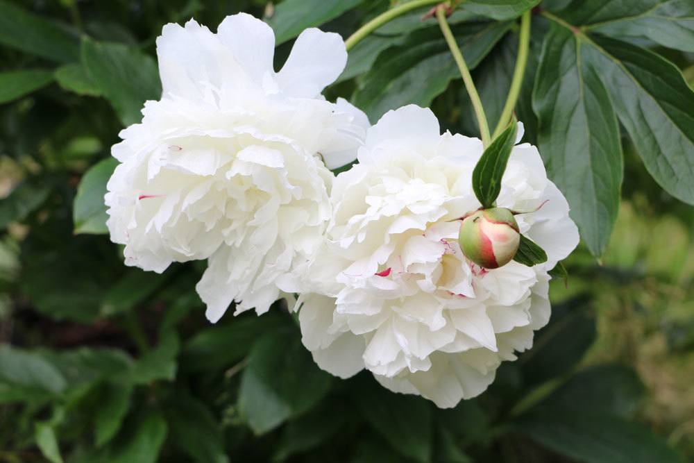 Paeonia mit weißer Blütenfarbe