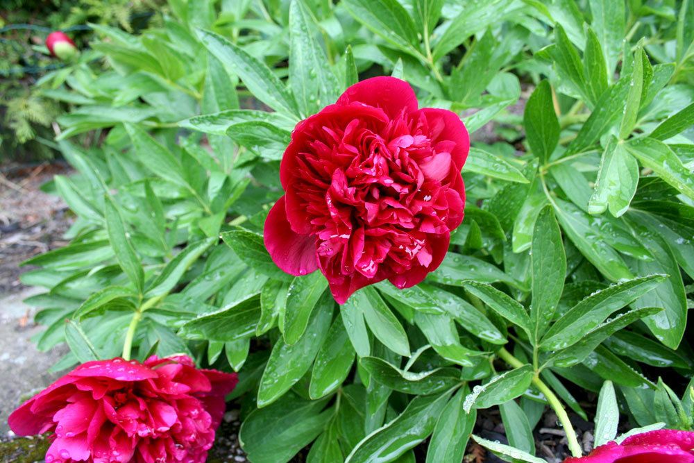 Pfingstrosen mit roter Blütenfarbe