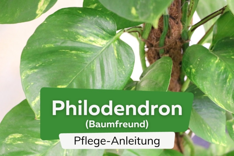 Philodendron/Baumfreund