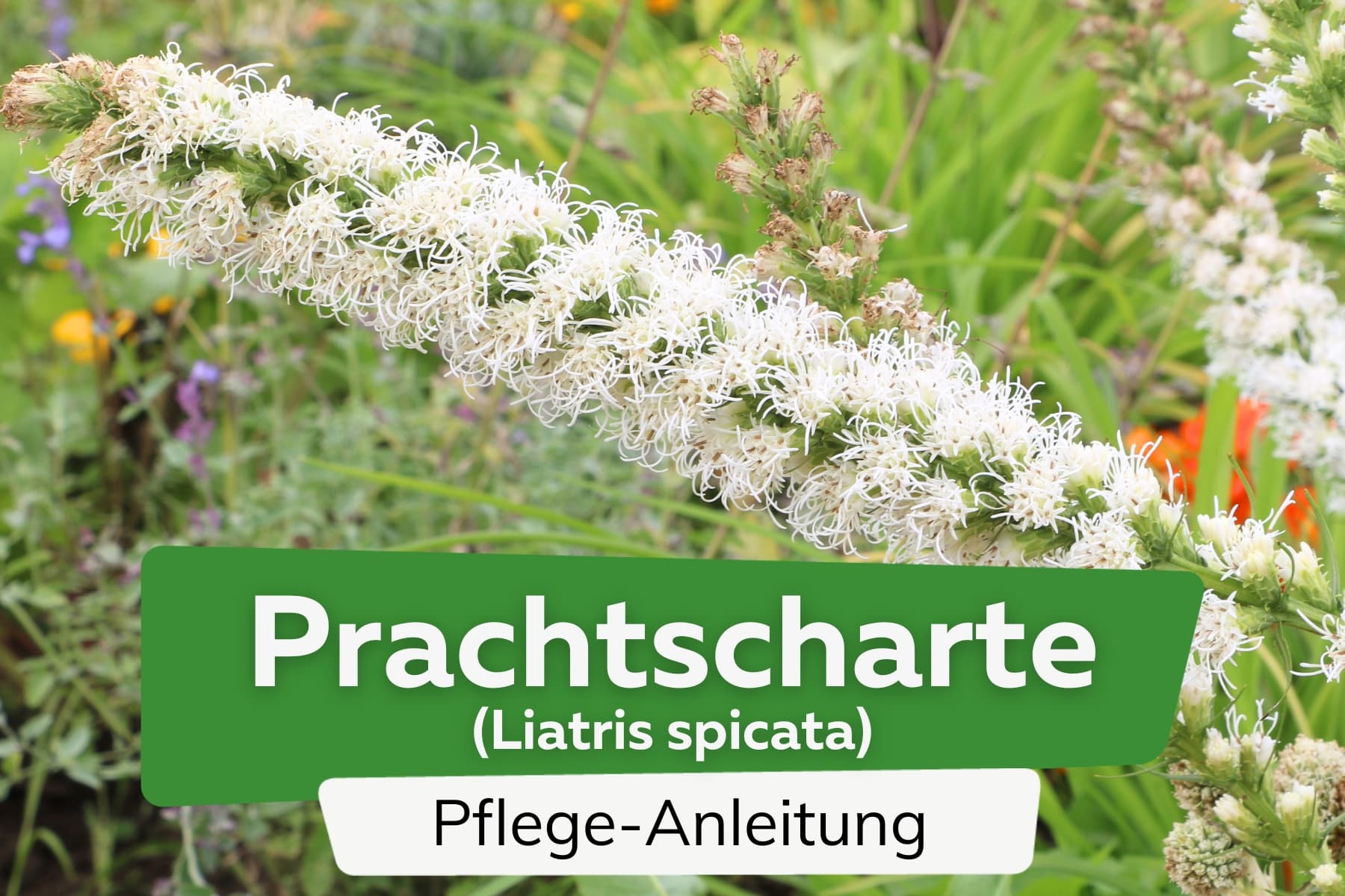 Prachtscharte (Liatris spicata)