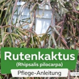 Rutenkaktus (Rhipsalis pilocarpa)