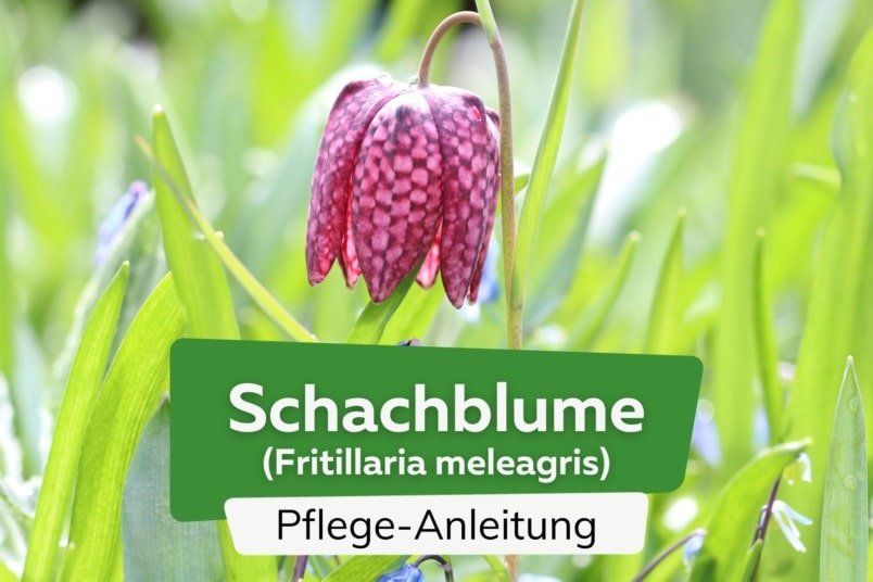 Schachblume/Schachbrettblume (Fritillaria meleagris)