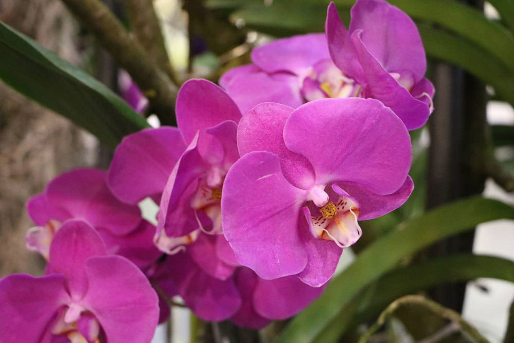 Phalaenopsis, Schmetterlingsorchidee richtig pflegen