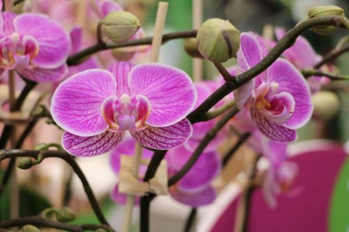 Phalaenopsis stammt von den Philippinen