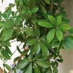 Strahlenaralien, Schefflera arboricola richtig pflegen