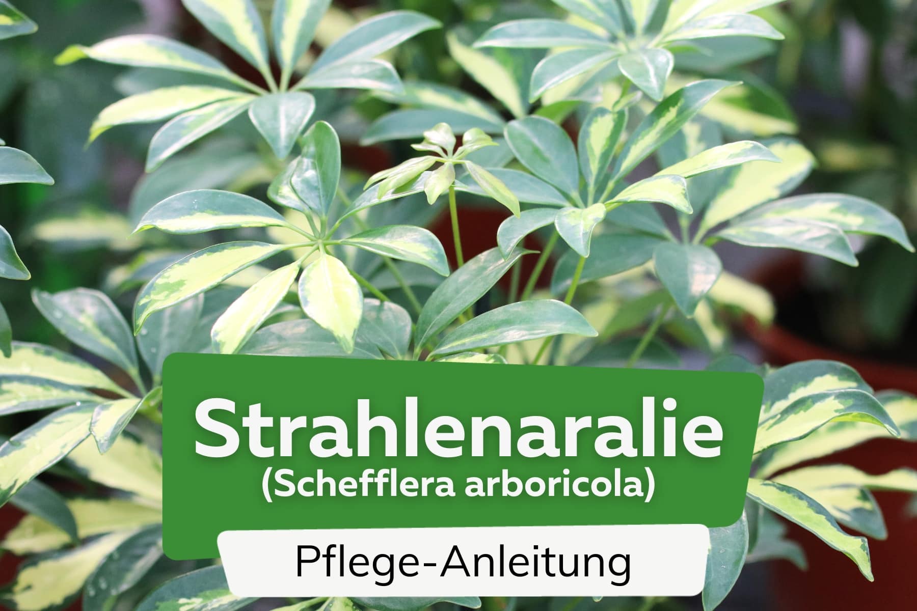 Strahlenaralie (Schefflera arboricola)