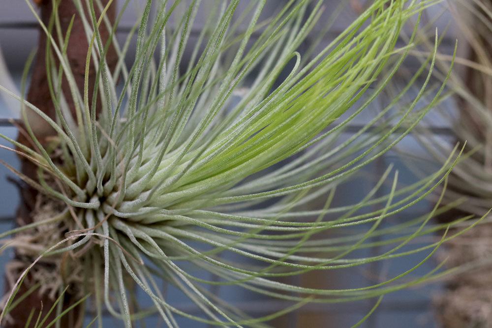 Heliconia zimmerpflanze - Der TOP-Favorit 