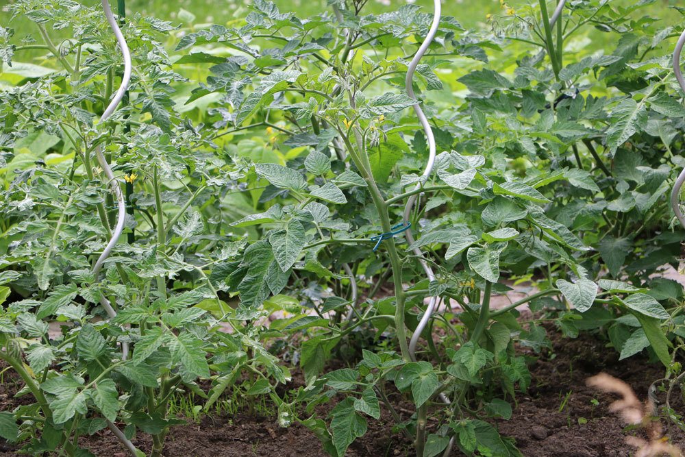 Tomatenpflanzen im Gartenbeet