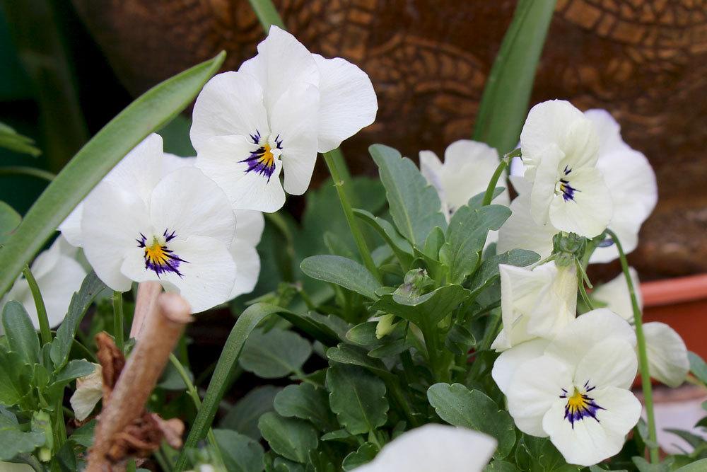 Viola mit weißer Blütenfarbe
