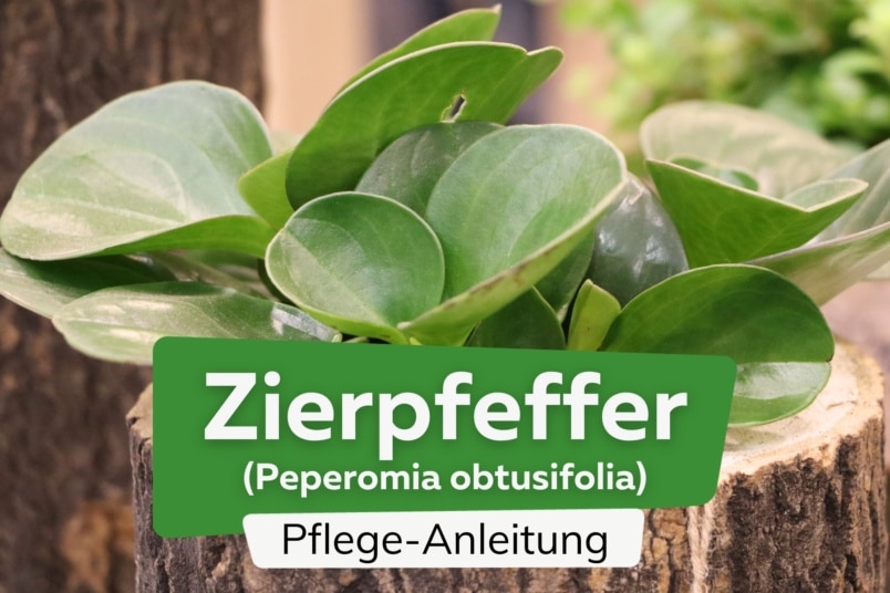 Zierpfeffer (Peperomia obtusifolia)