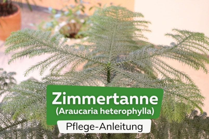 Zimmertanne (Araucaria heterophylla)