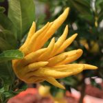 Zitronatzitrone, Buddhas Hand, Citrus medica – Pflege der Zitrone