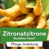 Zitronatzitrone (Citrus medica 'Buddhas Hand')