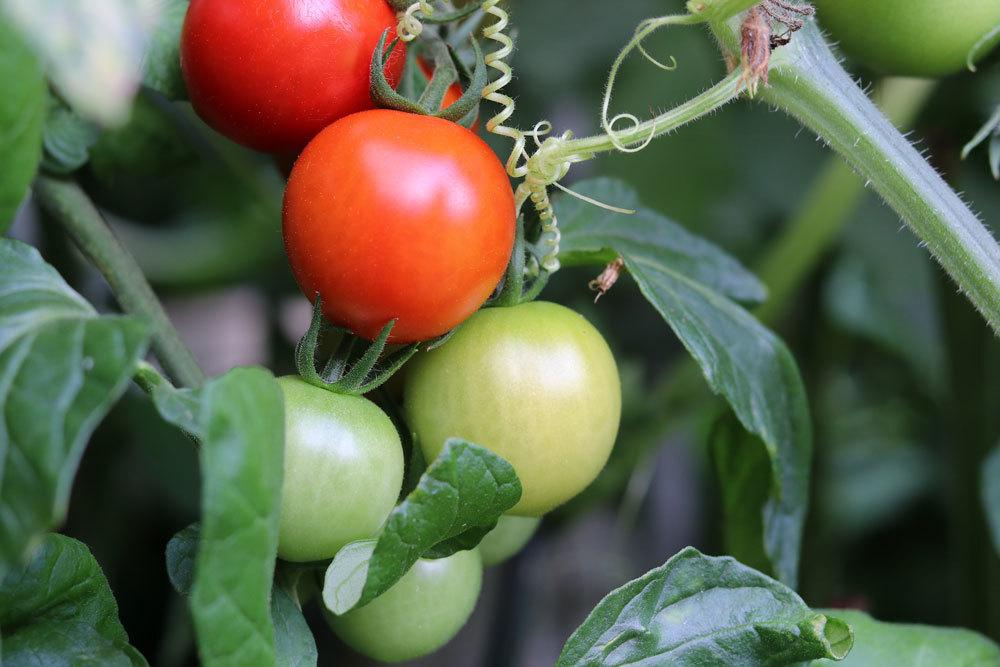 Tomaten im Garten selber züchten
