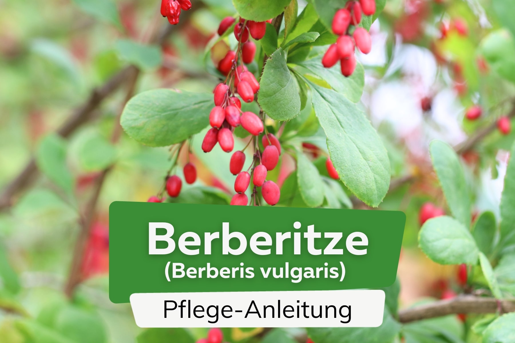 Berberitze (Berberis vulgaris)