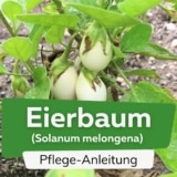 Eierbaum (Solanum melongena)
