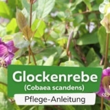 Glockenrebe (Cobaea scandens)