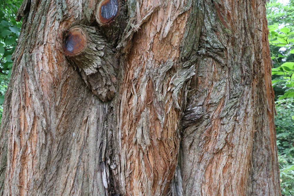 Urweltmammutbaum, Metasequoia glyptostroboides