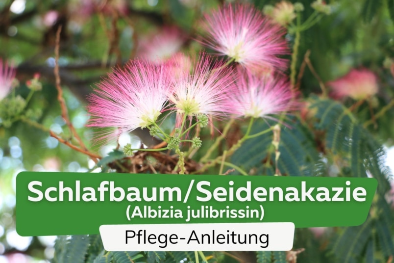 Schlafbaum/Seidenakazie (Albizia julibrissin)