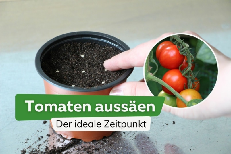 Tomaten aussäen: Der ideale Zeitpunkt + Mondkalender 2024